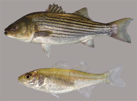 Striped Bass Fish .